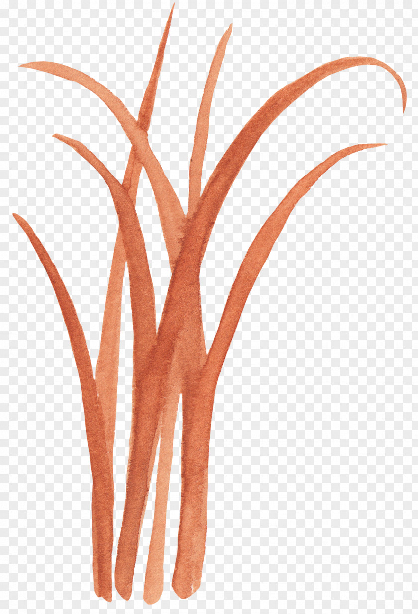 Red Watercolor Grass Painting Icon PNG