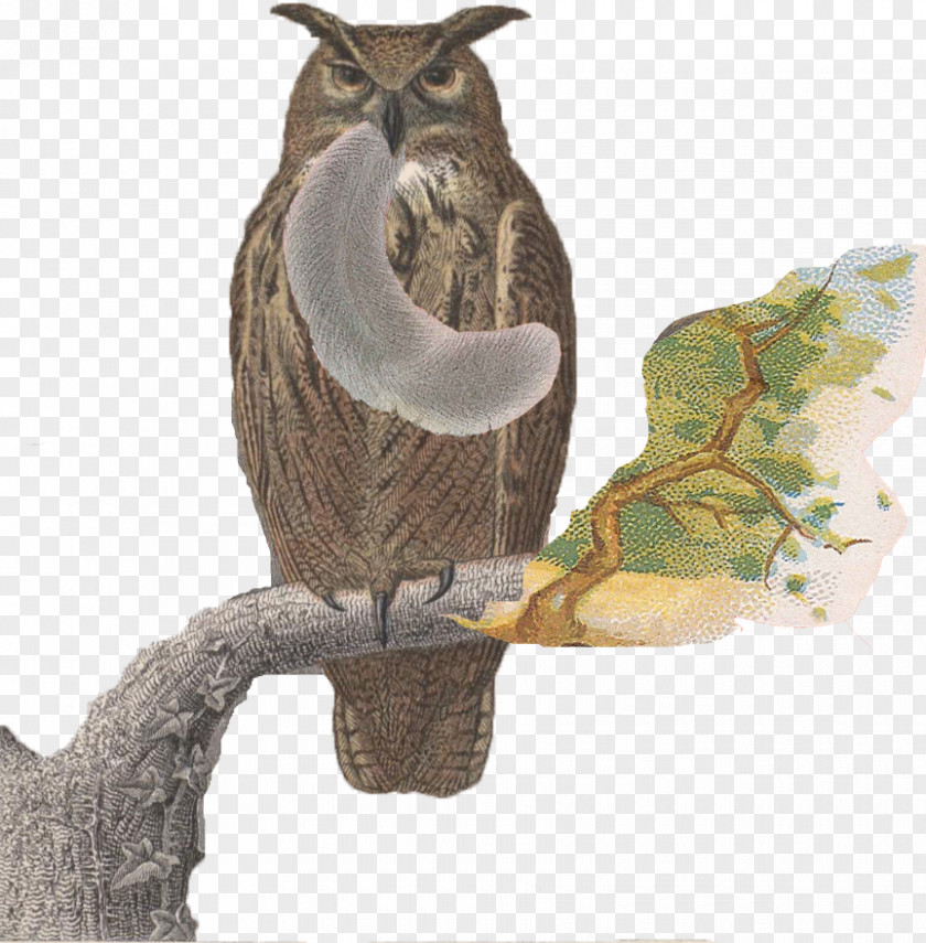 Squirrel Owl Bird Of Prey Fashion PNG