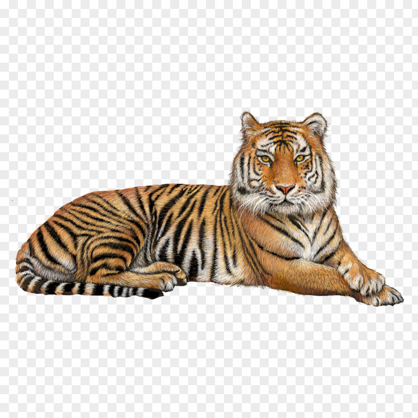 Tiger Bengal Jaguar Clip Art PNG