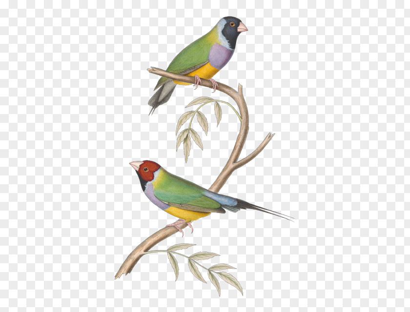 Bird Finches Paper Drawing Clip Art PNG