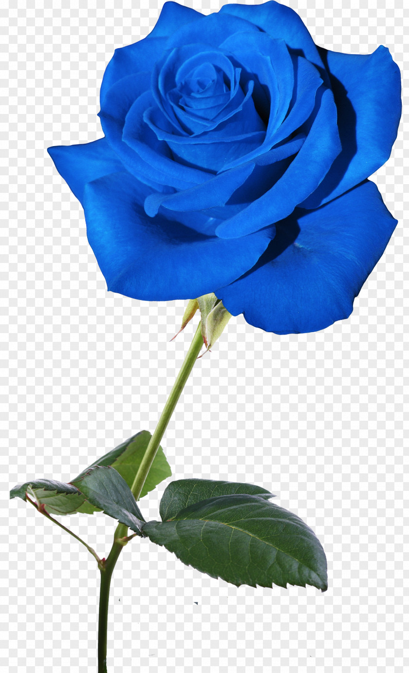 Blue Rose Flower Garden Roses Rosaceae PNG