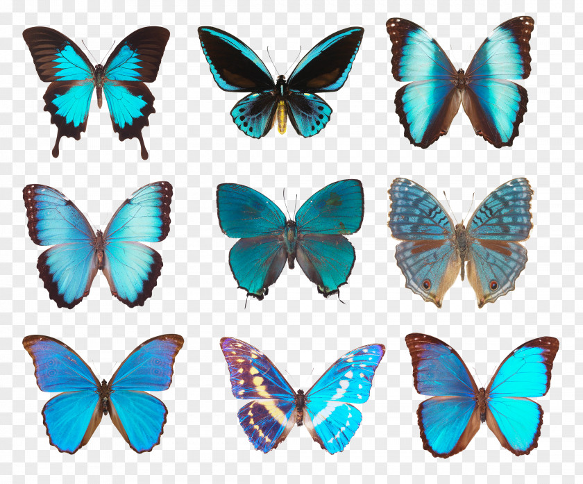 Butterfly Photography PNG