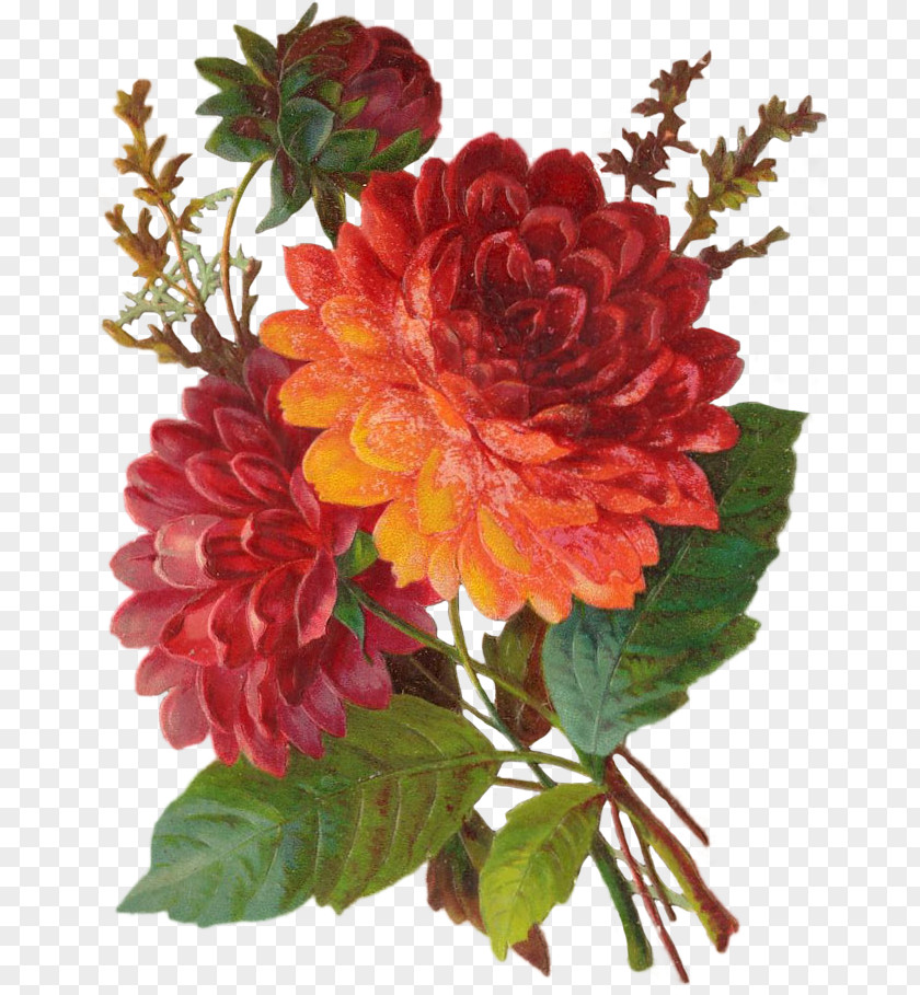 Chrysanthemum Dahlia Floral Design Cut Flowers PNG