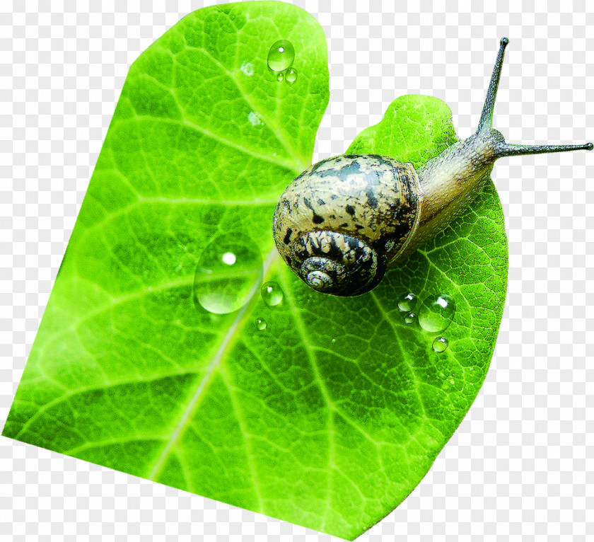 Green Water Droplets Snail Fundal PNG
