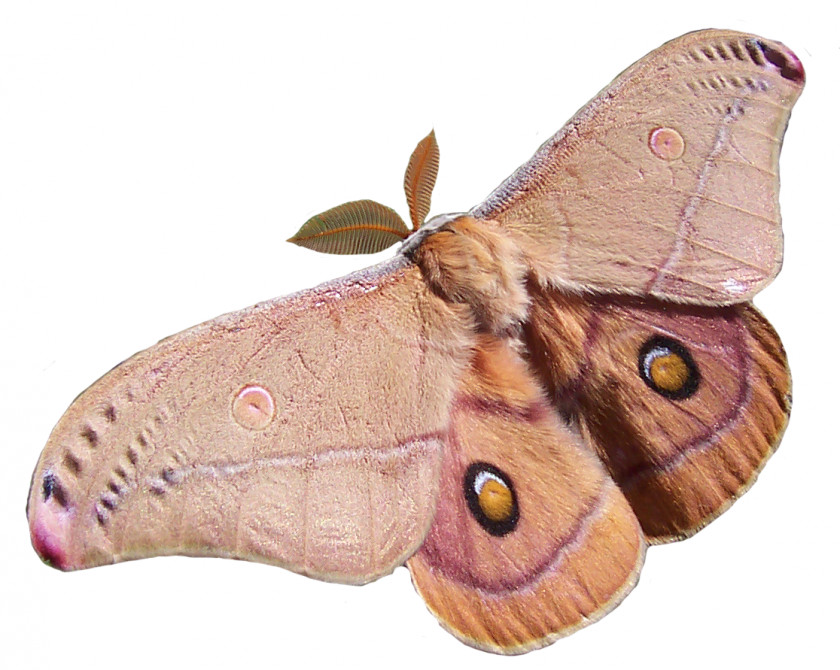 Transparency Butterfly Opodiphthera Eucalypti Antheraea Polyphemus Moth Caterpillar PNG