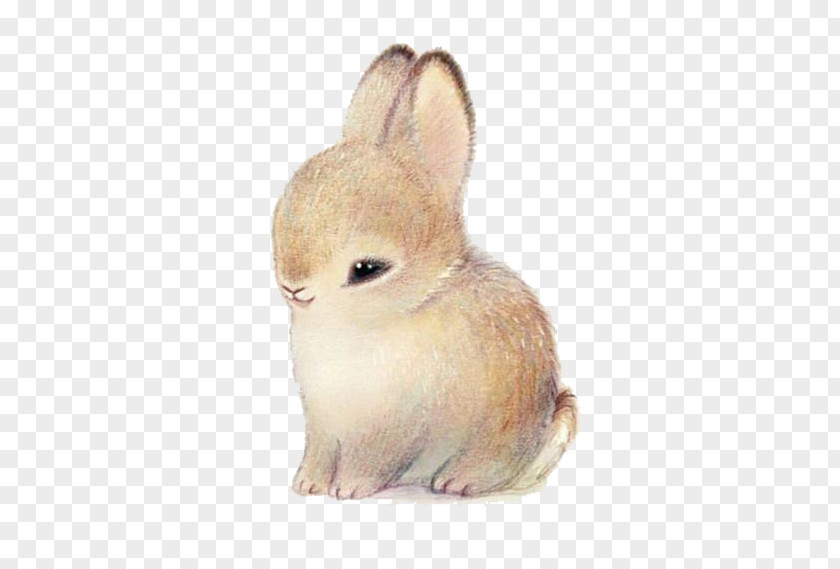 Cartoon Rabbit Illustration PNG