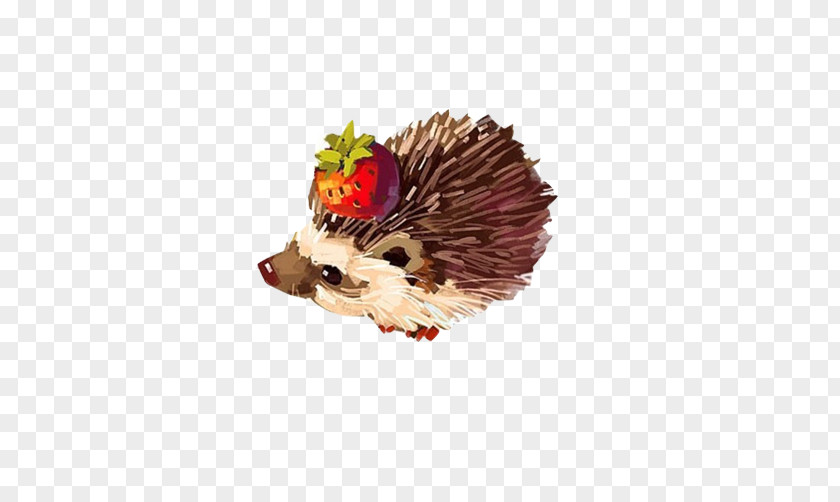 FIG Hedgehog Foraging Material Picture Paper Drawing Watercolor Painting Illustration PNG