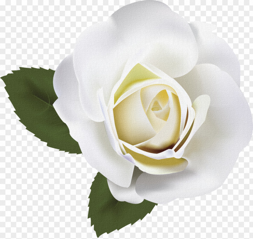 Flower Color Red Beach Rose Bai Mei Gui White PNG