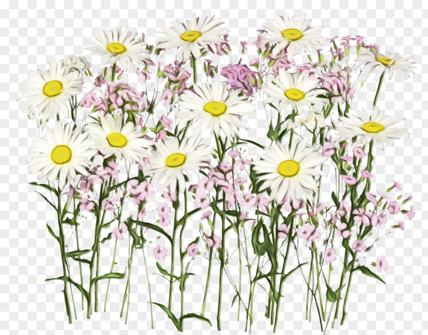 Oxeye Daisy Mayweed PNG