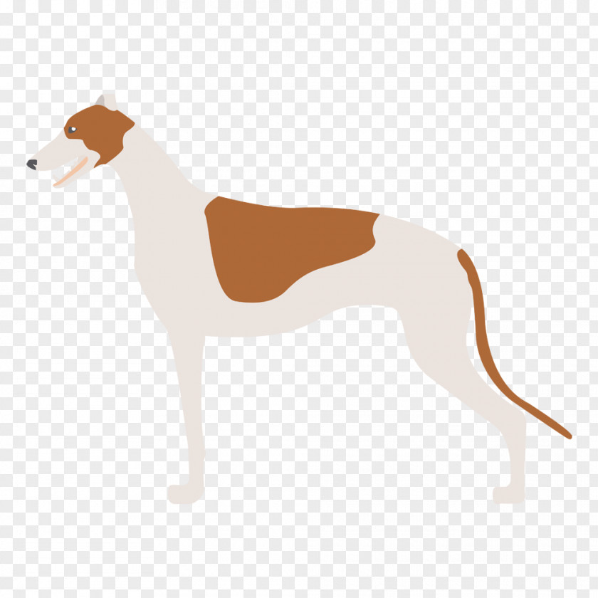 American Foxhound Italian Greyhound Spanish Whippet Sloughi PNG