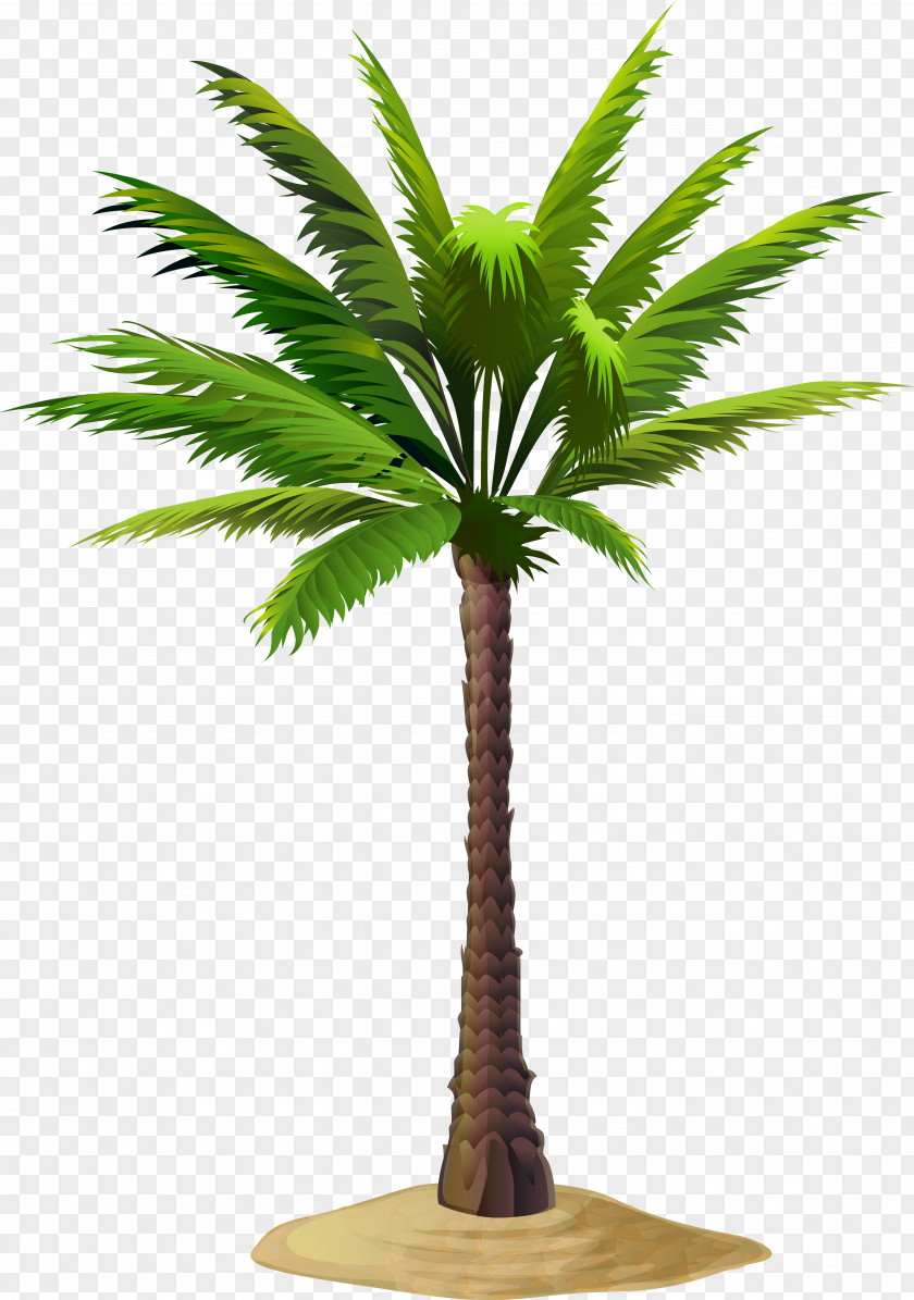 Date Palm Asian Palmyra Arecaceae Clip Art PNG