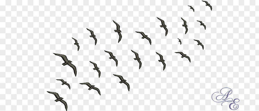 Flock Birds Bird Migration Swarm Behaviour Animal PNG