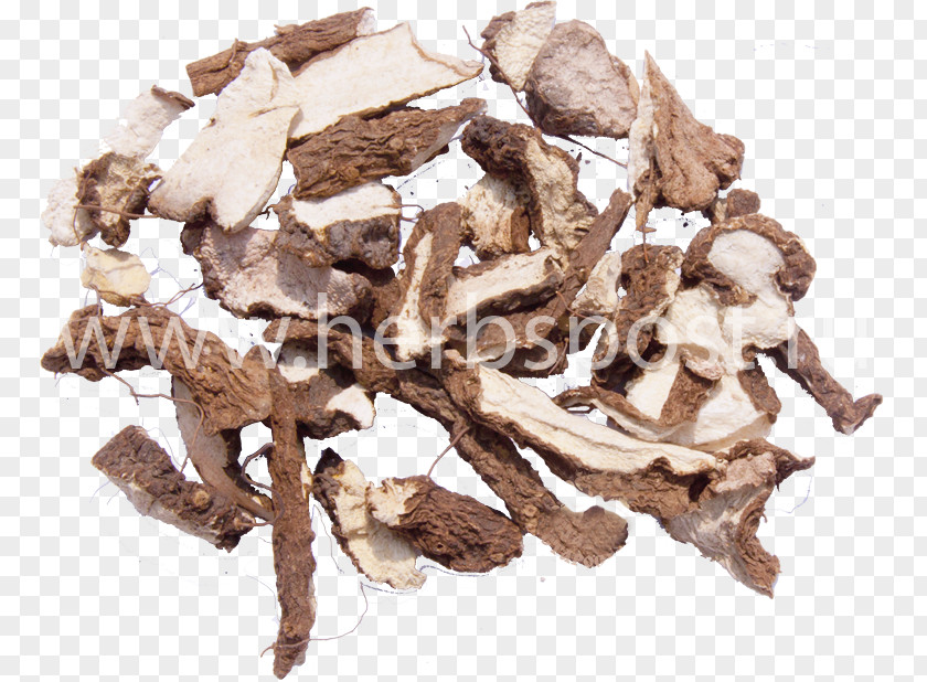 Plant Root Medicinal Plants Tincture Herbaceous PNG