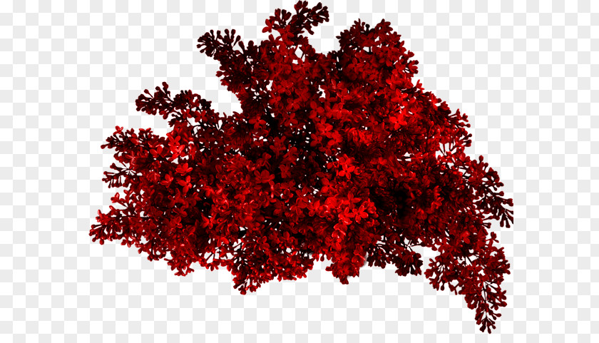 Red Bush PNG