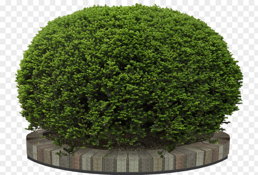 Tree Garden Flower PNG