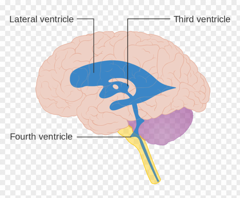 Brain Ventricular System Human Anatomy Ventricle PNG