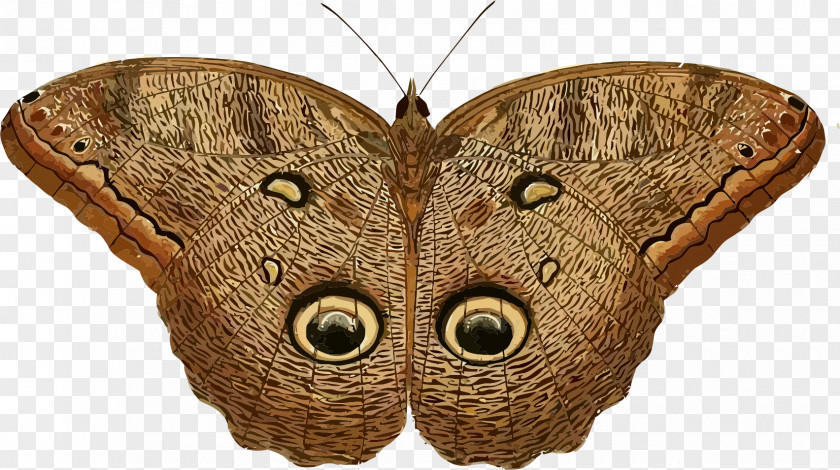 Insect Owl Butterfly Caligo Eurilochus Clip Art PNG