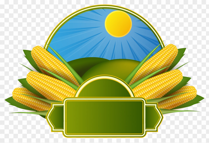 MAIZE Vector Corn On The Cob Maize Corncob Clip Art PNG