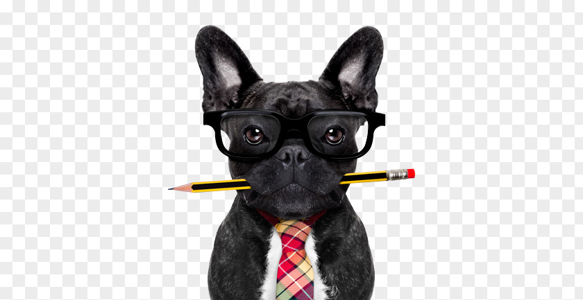 Pencil Pet Sitting French Bulldog Pug Stock Photography PNG