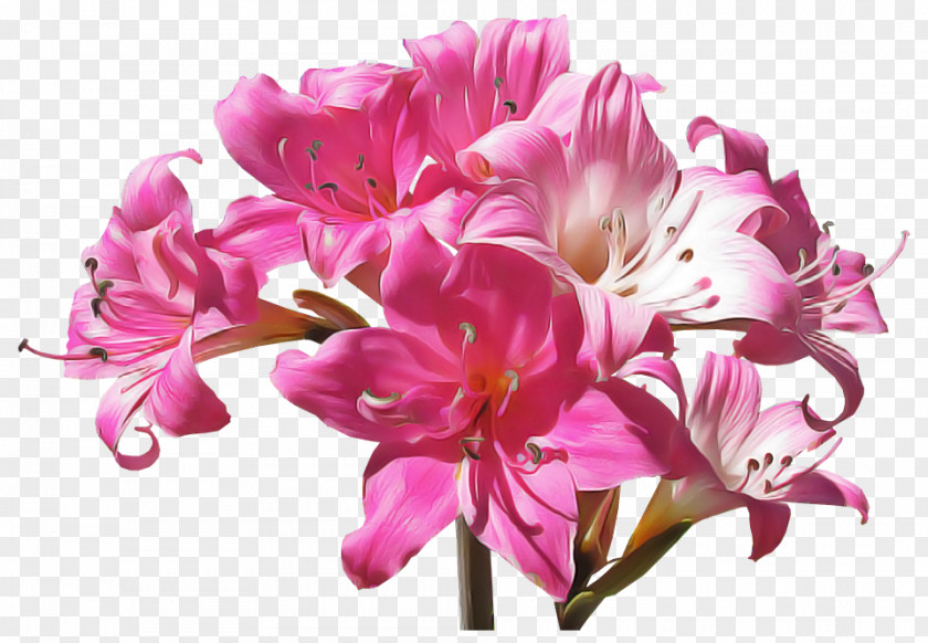 Peruvian Lily Bouquet Flower Flowering Plant Pink Petal PNG