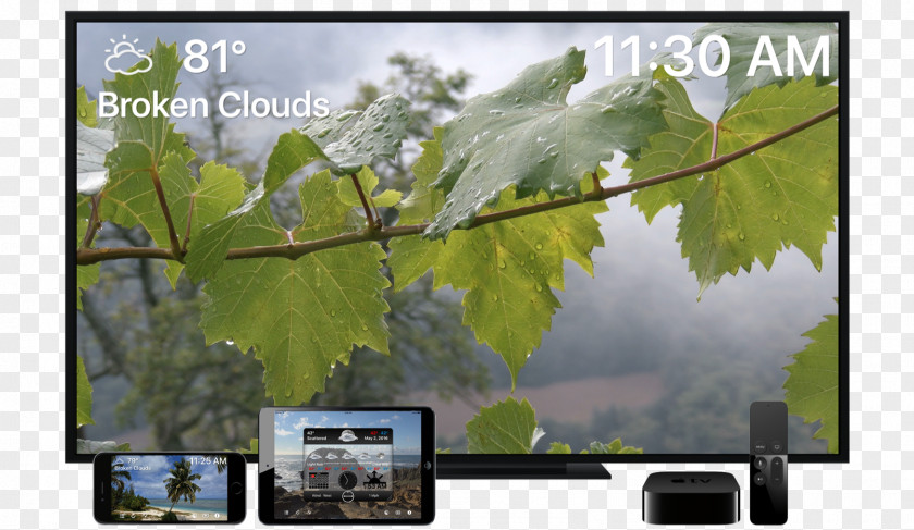 Apple Tv 4k Footage Nature Video Hawk Moths Multimedia PNG