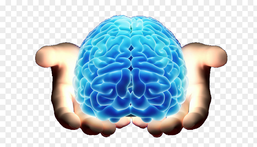 Brain Neurology Cerebrum Agy PNG