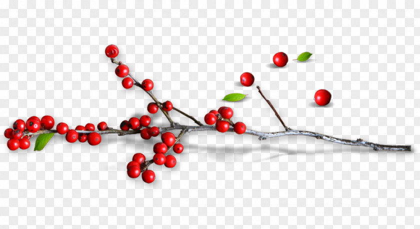 Creative Pull Small Red Holly Free PNG
