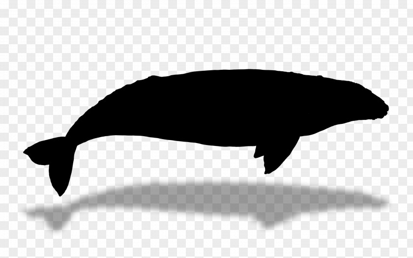 Dolphin Porpoise Whales Cetaceans Fauna PNG