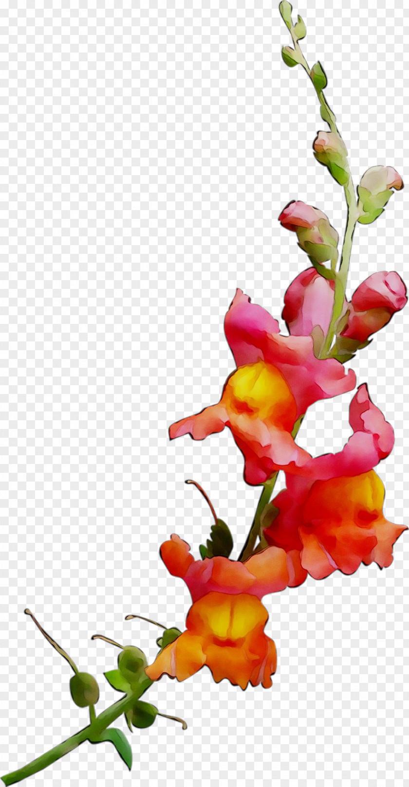 Floral Design Cut Flowers Plant Stem PNG