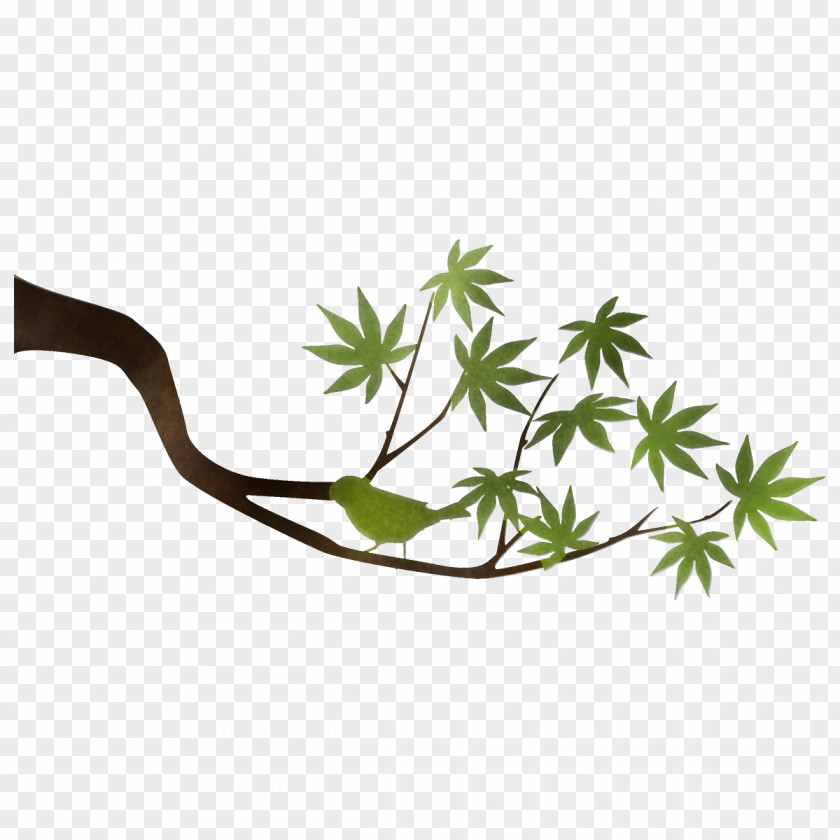 Maple Branch Leaves Tree PNG