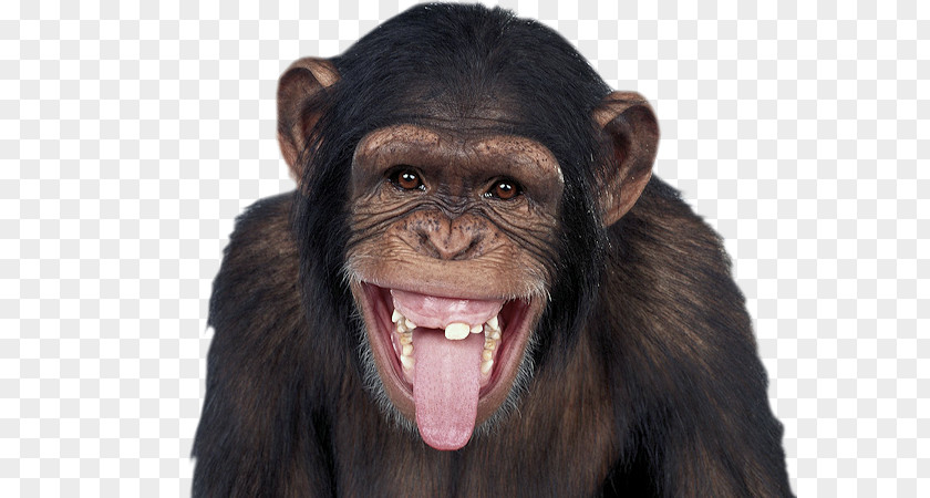 Maymun Common Chimpanzee Gorilla Dog Baby Cat PNG