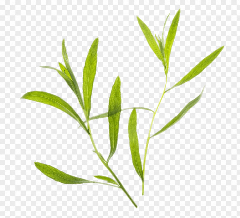 Tea Leaves Tarragon Seed Herb Kitchen Garden PNG