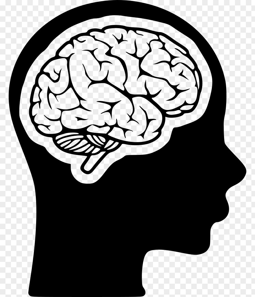 Brain Midbrain Cognitive Training Human Head PNG