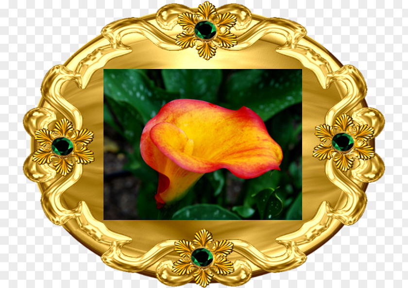Calla Arum-lily Vascular Plant Blog .net PNG