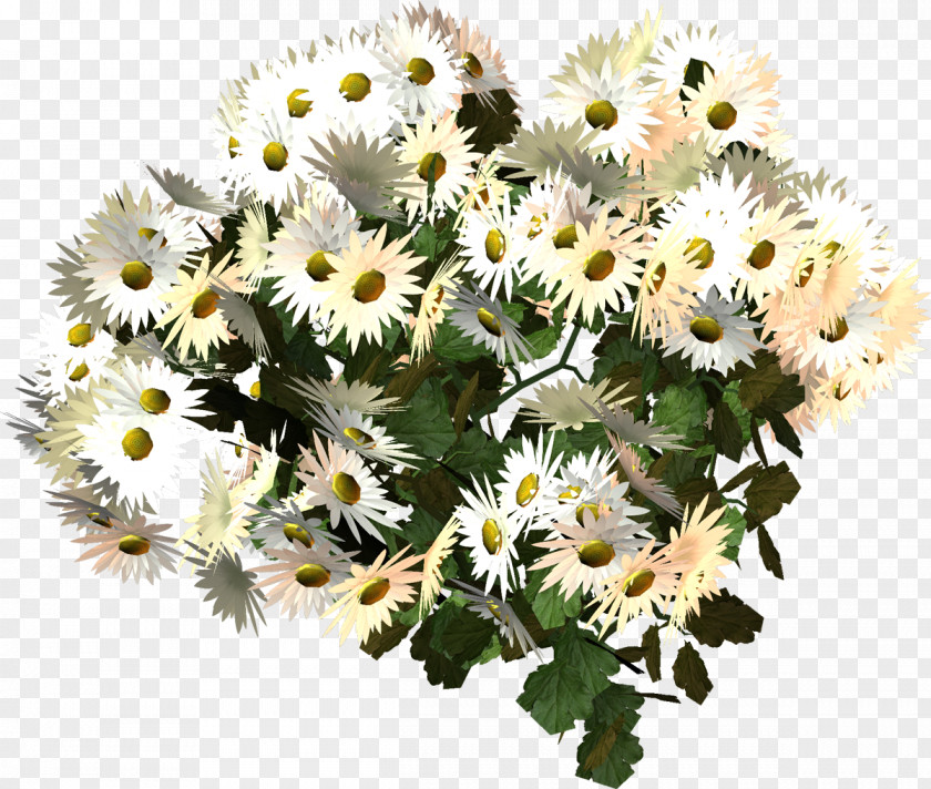 Camomile Dendranthema Lavandulifolium Oxeye Daisy German Chamomile Flower PNG