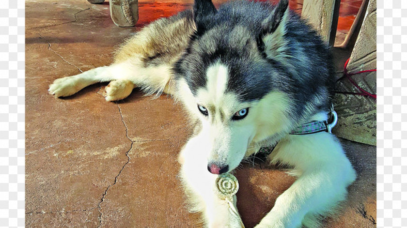 Husky Siberian Sakhalin Canadian Eskimo Dog Alaskan Malamute Seppala Sleddog PNG