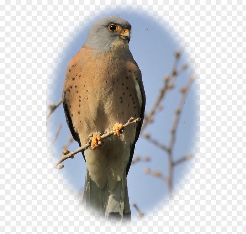 Owl Hawk Falconiformes Lesser Kestrel Buzzard PNG