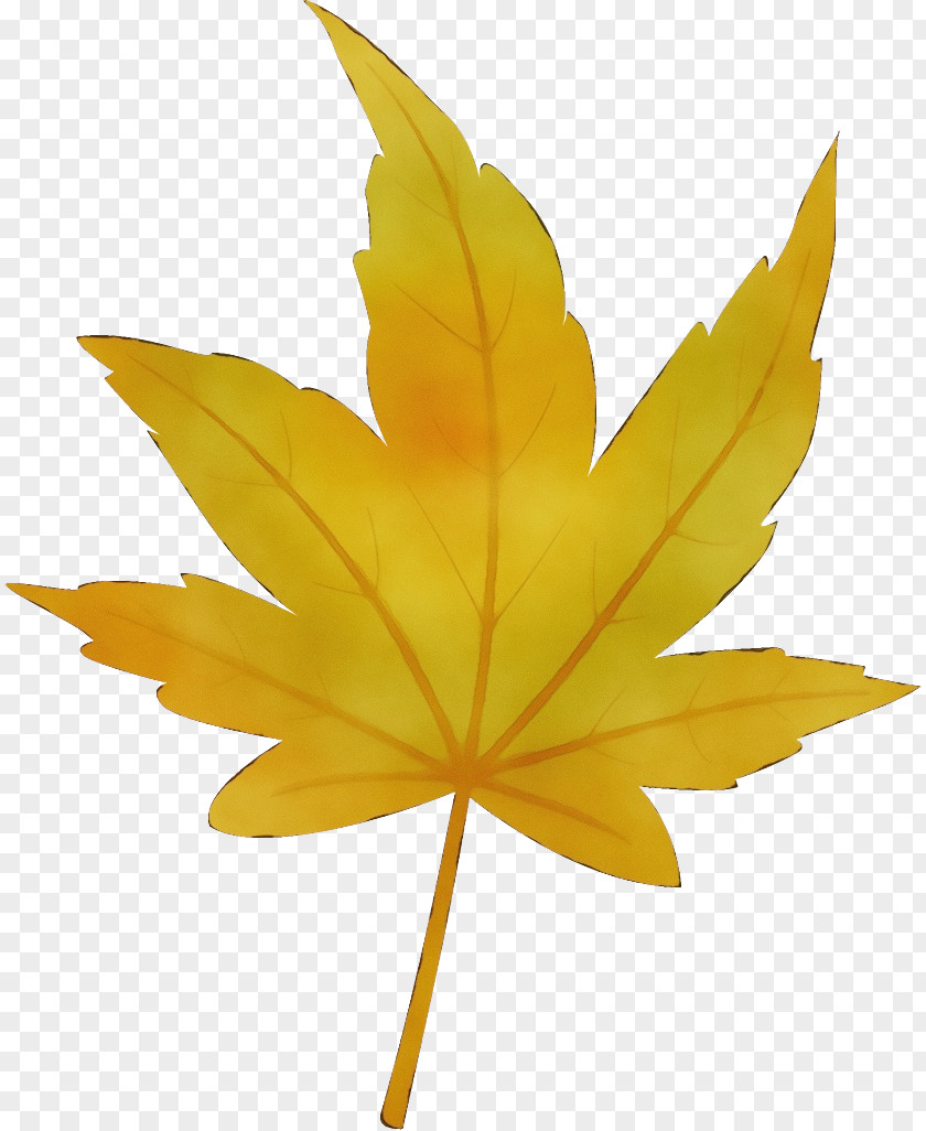 Plane Flower Maple Leaf PNG