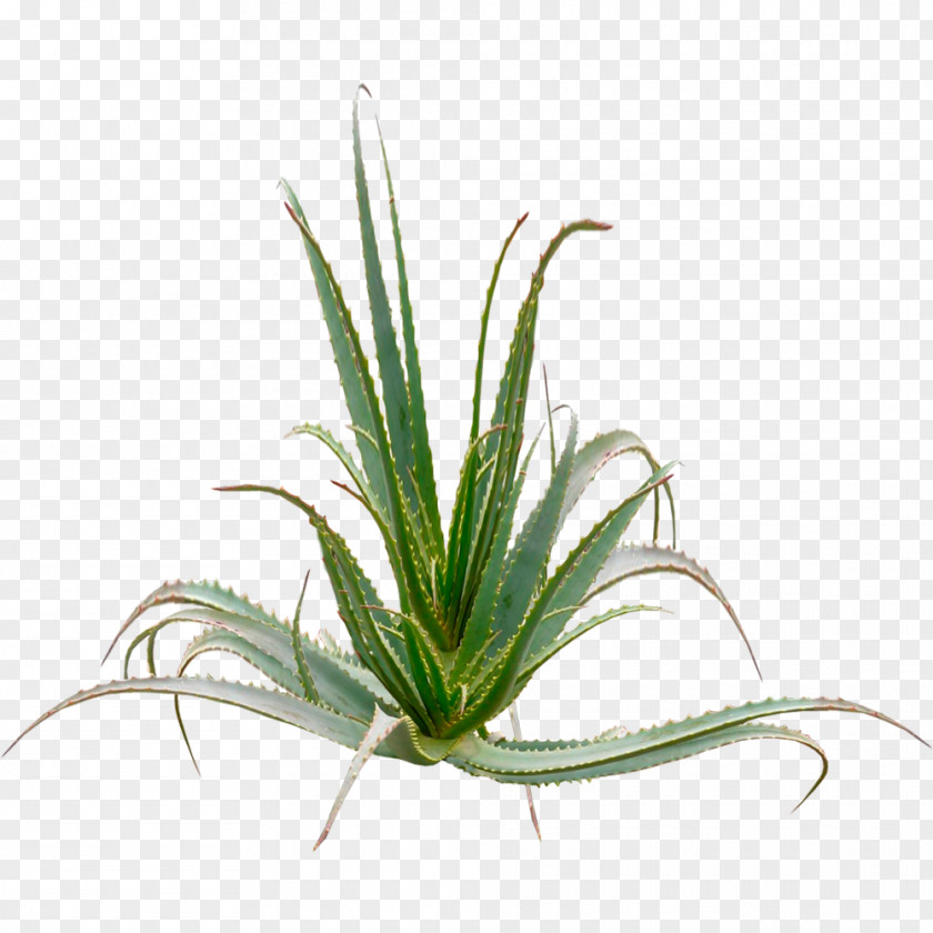 Plant Aloe Vera Arborescens Aloin Gel PNG