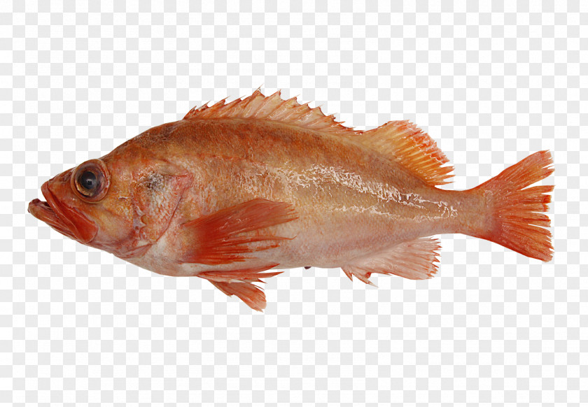Fisk Northern Red Snapper Rose Fish Products Tilapia PNG