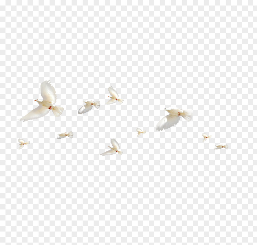 Flying Bird White Angle Pattern PNG