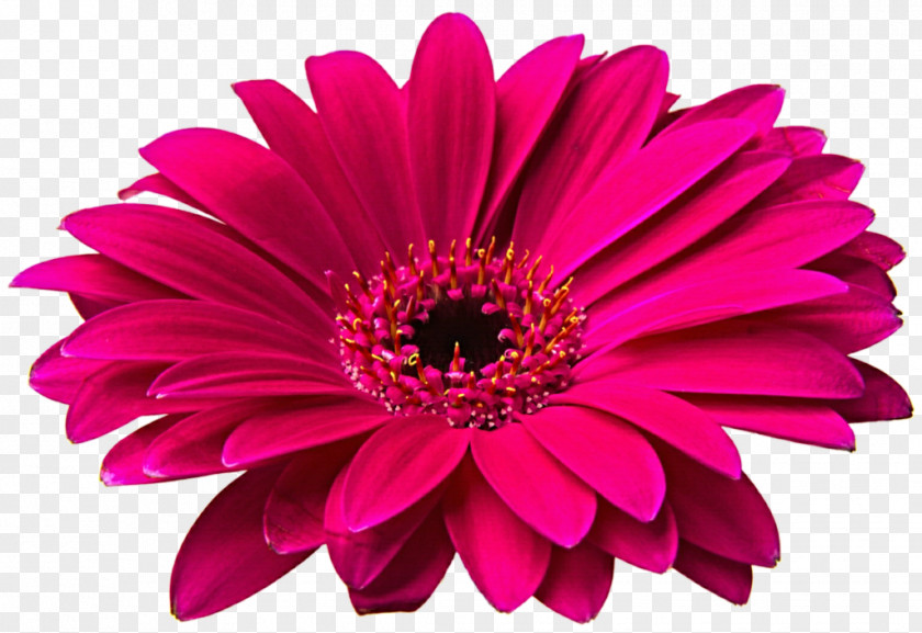 Gerbera HD Transvaal Daisy Flower Common Clip Art PNG