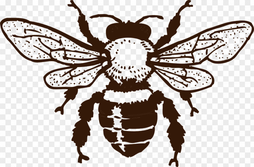 Bee European Dark Insect Queen Honey PNG