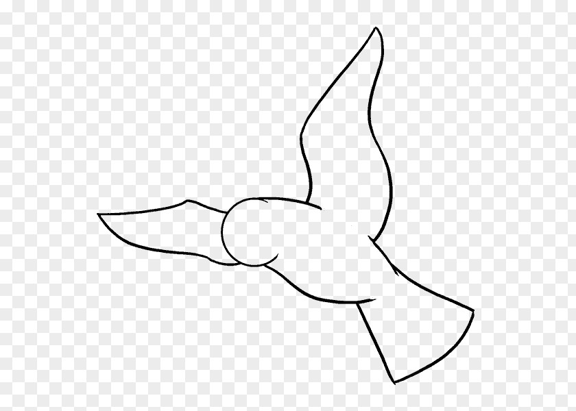 Bird Draw Birds Drawing Parrot Sketch PNG