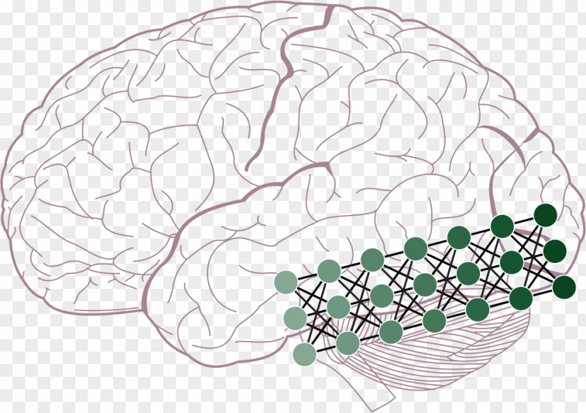 Brain Visual Cortex Two-streams Hypothesis Perception Inferior Temporal Gyrus PNG