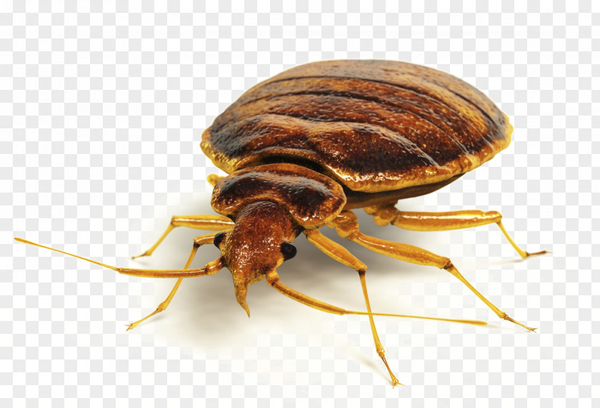 Insect Bed Bug Bite Control Techniques Pest PNG