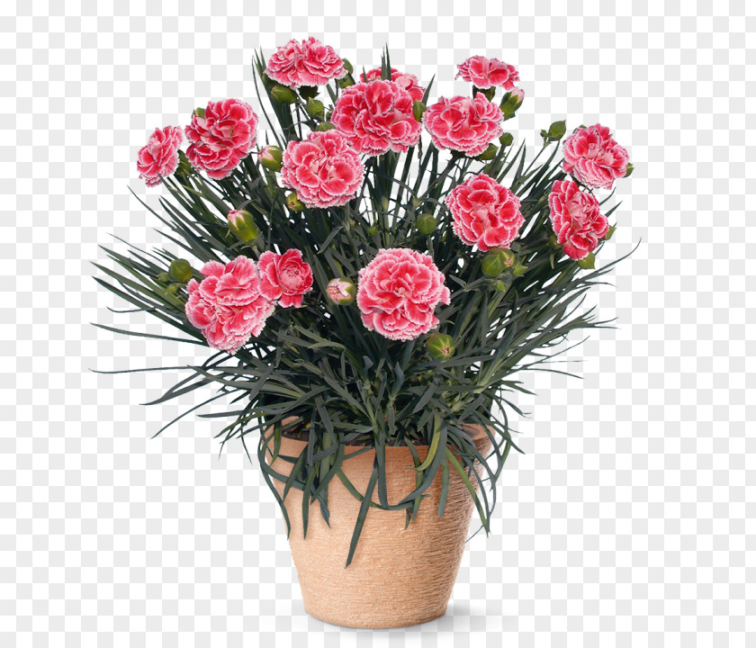 Plant Gardening Direct Perennial Pink Jersey Plants PNG