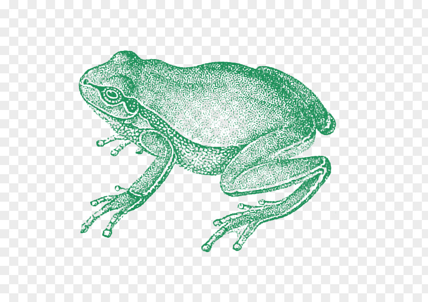 Frog Toad Zoology Of Egypt Die Zoologie True PNG