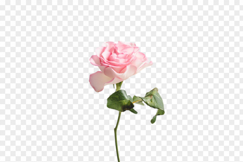 Garden Roses PNG