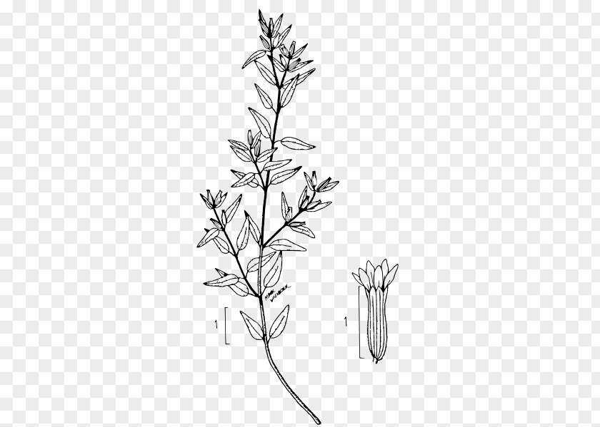 Plant Cuphea Viscosissima Hyssopifolia Ignea Botanical Illustration Flora PNG